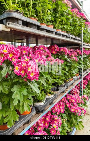 Casiers de chrysanthèmes en pot en fleur dans une pépinière en serre prêt pour le transport vers les points de vente au détail Banque D'Images