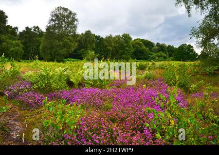 Blaxhall Common nature Reserve, Suffolk, Angleterre, Royaume-Uni Banque D'Images
