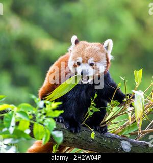 Panda rouge mangeant des pousses de bambou dans un arbre.Le panda rouge, ou ours-chat, est une espèce menacée indigène de la Chine et du Népal. Banque D'Images