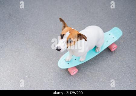 Le chien fait un penny board à l'extérieur. Vue de dessus d'un terrier Jack russell sur un skateboard Banque D'Images