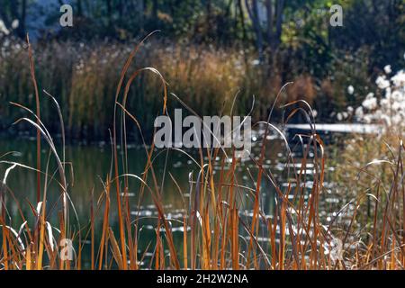 l'automne approche, vue sur le lac et réflexions Banque D'Images