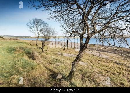 Arbres qui poussent sur la rive du lac Colliford, sur la Moor Bodmin, à Cornwall. Banque D'Images