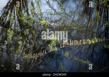 Saule blanc, feuilles de Salix alba et chatons au printemps, avec rivière derrière Banque D'Images