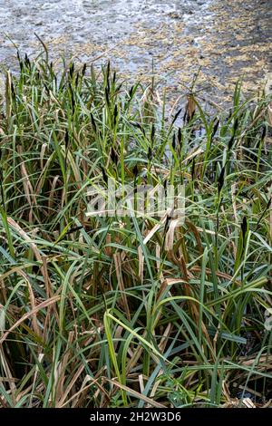 Plus grand étang Carex, Carex riparia Banque D'Images