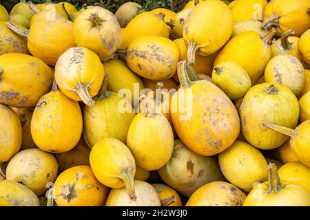 Un cliché vertical d'un tas de courge spaghetti jaune sous la lumière du soleil Banque D'Images