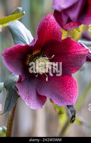 Helleborus x hybridus, Lenten Rose ou hellebore, rouge Banque D'Images