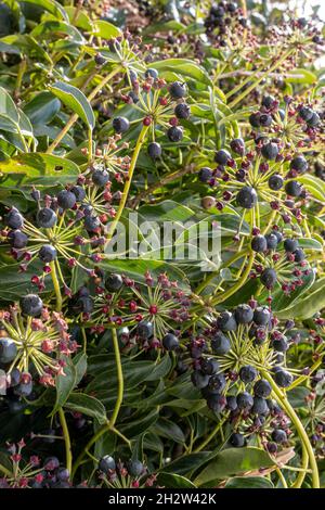 Hedera Helix, Ivy, baies en hiver Banque D'Images