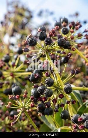 Hedera Helix, Ivy, baies en hiver Banque D'Images