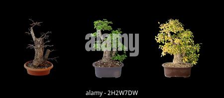 Bel orme bonsaï, quatre ans de développement (Ulmus pumila), même arbre isolé sur fond sombre Banque D'Images