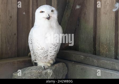 Belle chouette de neige se détendre dans la grange, parc naturel Pamhagen, Burgenland Banque D'Images