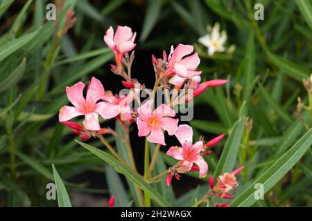 NERIUM oléander fleurs, famille: Apocynacées Banque D'Images