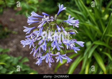 Agapanthus praecox fleur, lys bleu ou lys africain, plante dans la famille: Amaryllidaceae, région: Afrique du Sud. Banque D'Images