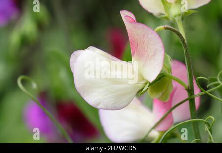 Danseur espagnol de pois doux.Lathyrus odoratus 'Dancer' pois doux poussant dans un jardin anglais.Été.ROYAUME-UNI Banque D'Images