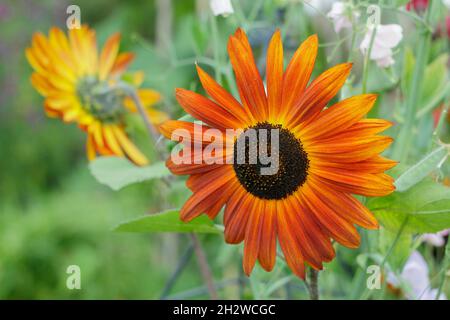 Tournesol « Earthwalker » en pleine croissance dans un jardin d'été.Helianthus annuus 'Earthwalker'.ROYAUME-UNI Banque D'Images