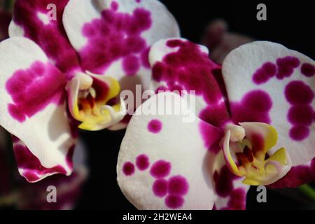 Gros plan de deux fleurs d'orchidées blanches et violettes exotiques (Phalaenopsis). Banque D'Images