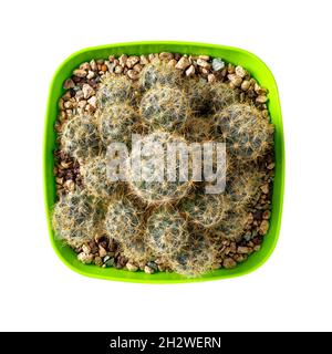 Les cactus Mammillaria prolifèrent dans un pot carré en plastique vert.Cactus de mamelon de texas en pot isolé sur fond blanc.Intérieur succulent. Banque D'Images
