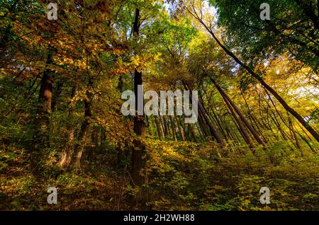 Scène forestière d'automne dans le comté de Brasov en Roumanie Banque D'Images