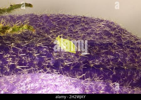 Photo dorsale macro de puceron sur Hibiscus d'origine australienne Banque D'Images