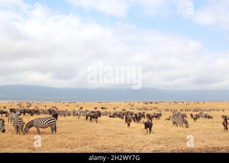 Zèbres de Grant (Equus quagga boehmi) et wildebeests bleus (Connochaetes taurinus) sur la savane.Cratère de Ngorongoro, Tanzanie Banque D'Images