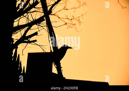 Silhouette d'un corbeau noir, de raven et de branches d'arbre séchées avec noir et jaune à istanbul. Atterrissage sur le câble électrique derrière les branches séchées. Banque D'Images