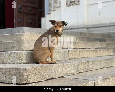 Chien errant assis à l'étape.Piquant sans-abri assis sur les escaliers du bâtiment Banque D'Images