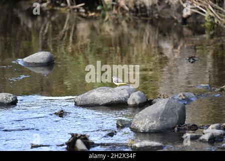 Femelle de la queue grise (Motacilla cinerea) debout sur une grande pierre au milieu d'un affluent de la rivière Rhiw en octobre, au centre du pays de galles, au Royaume-Uni Banque D'Images