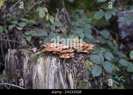 Groupe de champignons de la tige de velours (velutipes de Flammulina) au-dessus du tronc d'arbre en décomposition avec fond de feuillage vert en octobre à la mi-pays de Galles, Royaume-Uni Banque D'Images