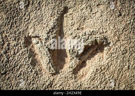 Piste de dinosaures de theropod - Grand Comté - Moab Banque D'Images