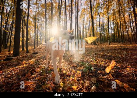 Chien dans la forêt d'automne.Old labrador retriever marchant à travers les feuilles jaunes tombées. Banque D'Images