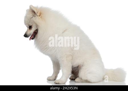 vue latérale d'un petit chien pomeranien regardant vers le bas, panant et assis sur fond blanc Banque D'Images