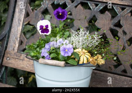 fleurs de violons blancs et violets dans un seau vintage dans le jardin Banque D'Images