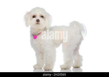 vue latérale d'un chiot little bichon précieux portant un collier rose et se tenant sur fond blanc en studio Banque D'Images