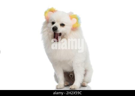 petit chien pomeranian portant un casque doux et bâillant sur fond blanc de studio Banque D'Images