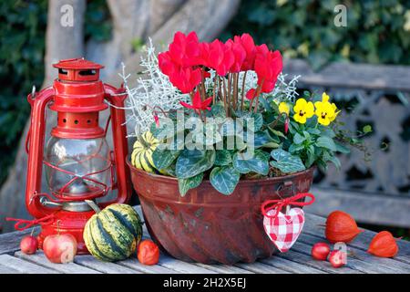 cylanem rouge, fleur de alto et buisson de coussin dans la vieille moule de guglhupf dans le jardin Banque D'Images