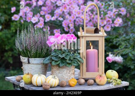 décoration avec cyclamen rose, fleur de bruyère et lanterne dans le jardin d'automne Banque D'Images