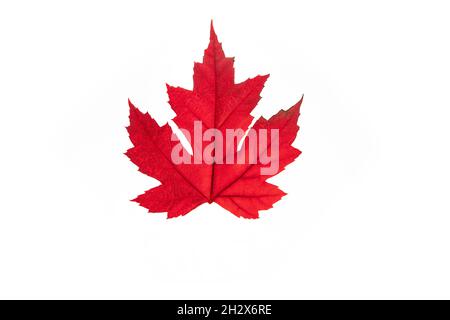 Gros plan d'une feuille d'érable rouge en automne sur fond blanc Banque D'Images