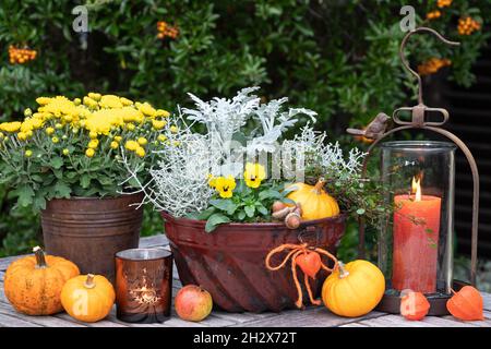 décoration de jardin avec fleurs d'automne, citrouilles et lanterne Banque D'Images