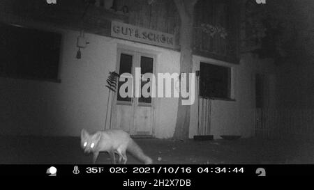 Fox attrapé par Traim Camera à l'avant du magasin - Wildkamera Banque D'Images