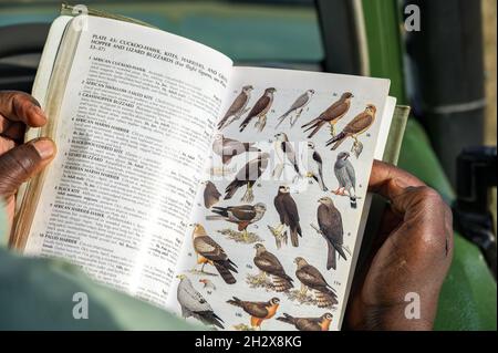Guide de chauffeur kenyan local à travers le livre d'identification des oiseaux, Masai Mara, Kenya Banque D'Images
