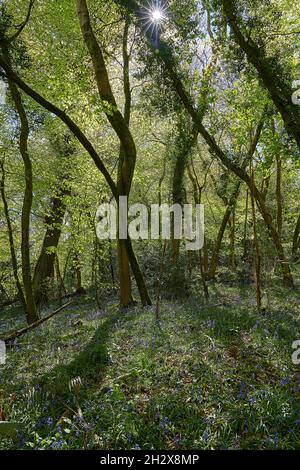 Le soleil printanier se filtrant à travers des feuilles de bois nouvellement débrigées sur les collines de Mendip, dans le Somerset, au Royaume-Uni Banque D'Images