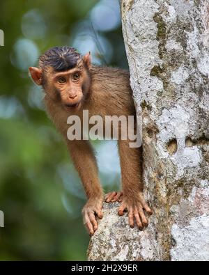 Macaque à queue de cochon Macaca nemestrina qui se trouve derrière un arbre sur la rivière Kinabatangan à Sabah Bornéo Banque D'Images