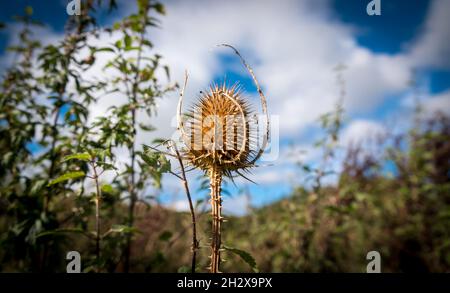 thé sauvage doré (Dipsacus fullonum) chardon piquant autonal placé contre le ciel bleu et les nuages blancs Banque D'Images