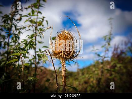 thé sauvage doré (Dipsacus fullonum) chardon piquant autonal placé contre le ciel bleu et les nuages blancs Banque D'Images