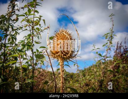 thé sauvage doré (Dipsacus fullonum) chardon piquant autonal placé contre le ciel bleu et les nuages blancs Banque D'Images