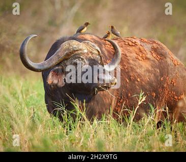 Vieux taureau battu Buffalo B. cincerus avec l'équipe de nettoyage de l'Oxpecker oiseaux un enlever les tiques de son nez - Tsavo est Kenya Banque D'Images