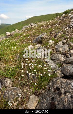 Spring Sandwort Minuarta verna ou Leadwort croissant sur le tas de déblais miniers de plomb dans le Dale Derbyshire de Miller Banque D'Images