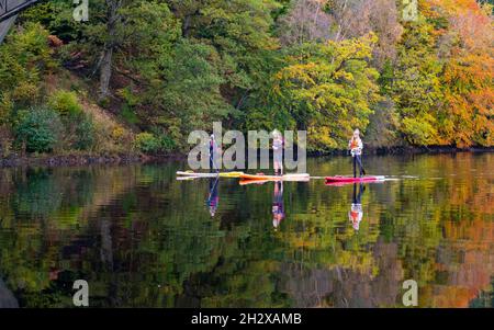 Pitlochry, Écosse, Royaume-Uni.24 octobre 2021.Trois paddle-boarders sur le Loch Faskally apprécient la tranquillité de leur environnement tandis que les couleurs automnales vives de la forêt environnante se reflètent dans l'eau.Iain Masterton/Alay Live News. Banque D'Images