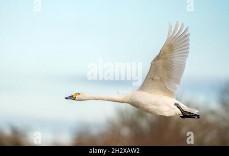 Bewick's Swan Cygnus bewickii juste après avoir pris le vol - Gloucestershire UK Banque D'Images