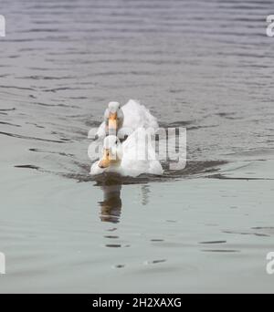 Paire de gros canards blancs Pekin Aylesbury sur l'eau Banque D'Images