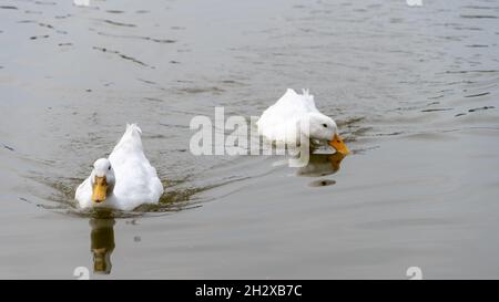 Paire de gros canards blancs Pekin Aylesbury sur l'eau Banque D'Images